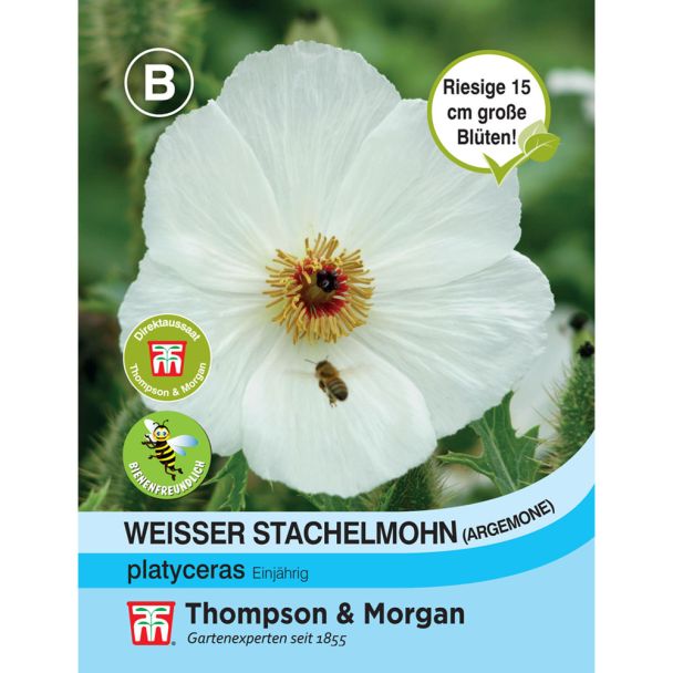 Weisser Stachelmohn