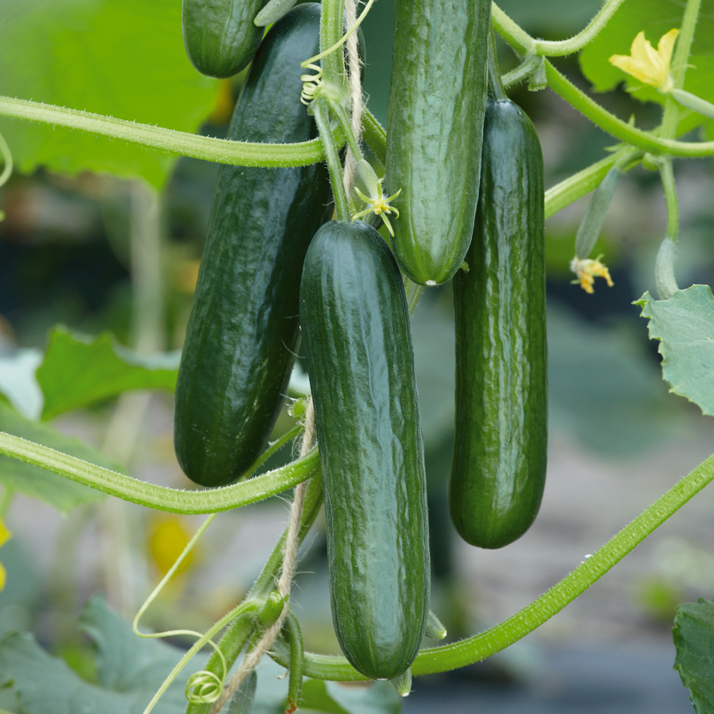 Mini-Snack-Gurke &amp;#39;Picolino&amp;#39; F1 | Gurken | Gemüsesamen | Gemüse | Ahrens ...