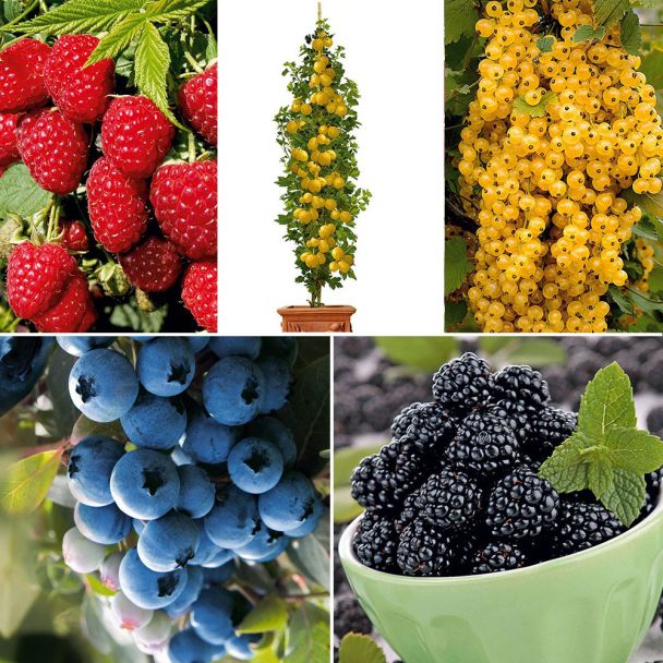 Großer Naschgarten, Fünf-Beeren-Sortiment