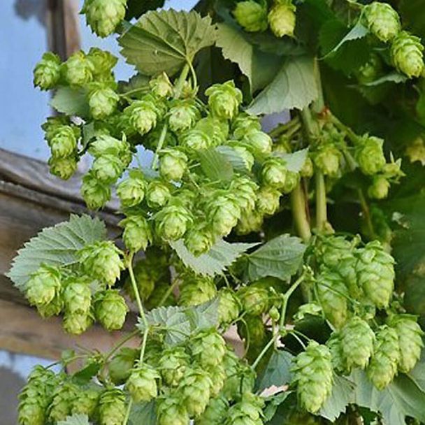 Hopfen
