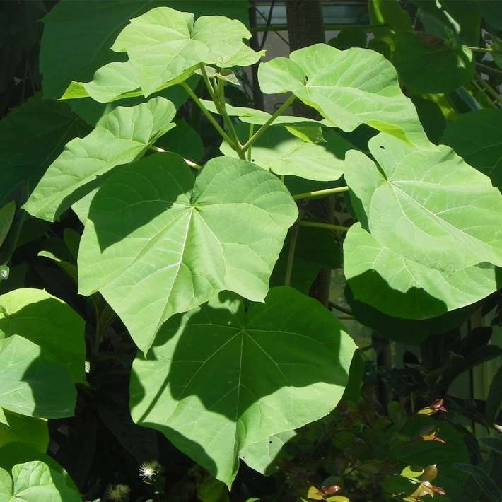 100 Semi Di Paulownia Tomentosa &ndash; Albero Campanella Blu, Crescita Rapida, Resistente Al Freddo