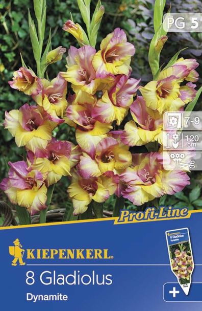 Gladiole Dynamite - Profi Line