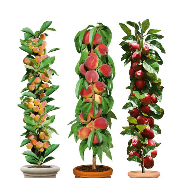 Säulenobst Aida, Redcats® und Miracose® im Set (SA.3)