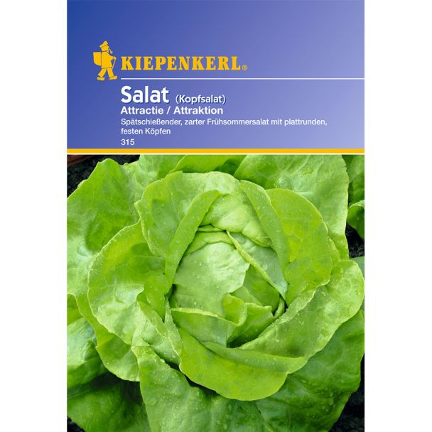 Kopfsalat 'Attractie'