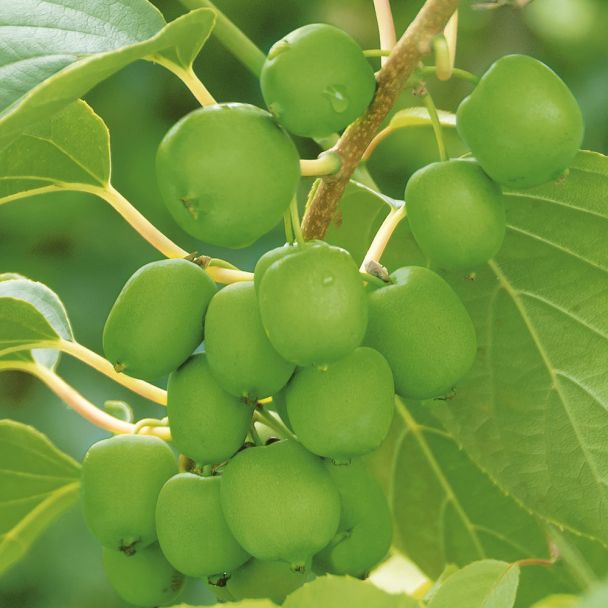 Trauben - KiwiBerry® 'Fresh Jumbo'