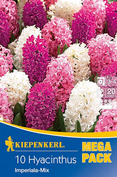 Hyazinthen 'Imperiala Mix Rosa/Weiß'