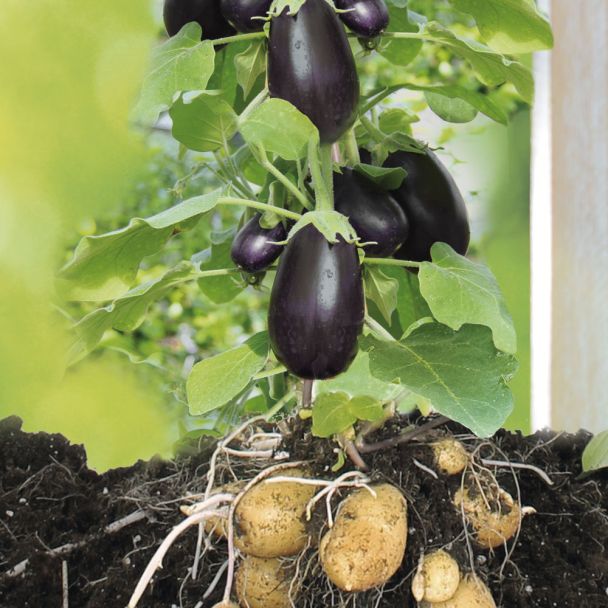 GineTato® Aubergine + Kartoffel