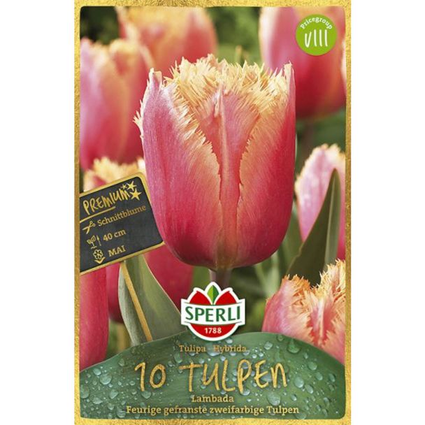 Gefranste Tulpen 'Lambada'