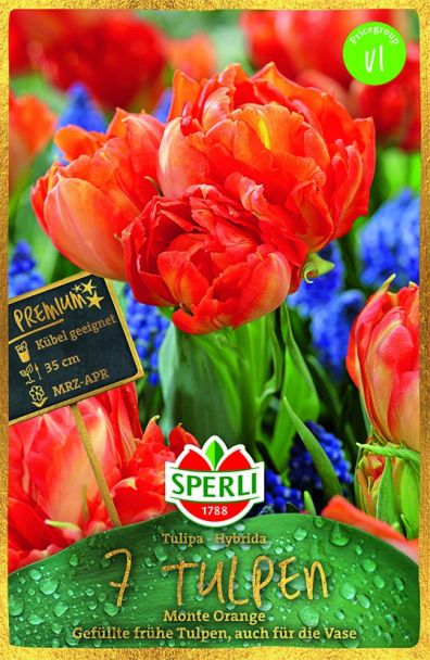 Sperli Premium Tulpen Monte Orange