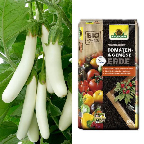 Spar-Set: 2x Weiße Kleine - weiße Fingeraubergine + Erde