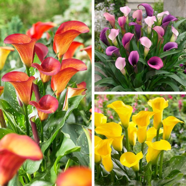 Sparangebot: 9 Calla: Purple Pasja, Goldgelb, Feuerflamme