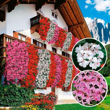Echte Tiroler Hänge-Geranien 'Tirolia': Farbduo (3 x Pink und 3 x Weiß)