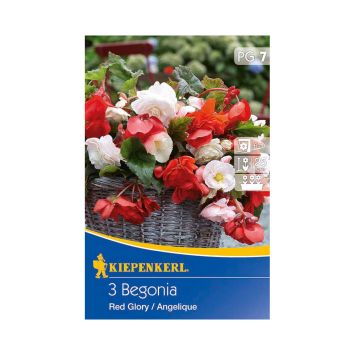 Begonien-Mix Red Glory und Angelique