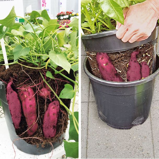 3 Süßkartoffel Rot + PotatoPot® im Sparpaket
