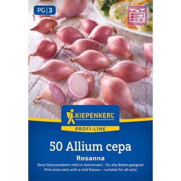 Rosa Steckzwiebel Rosanna