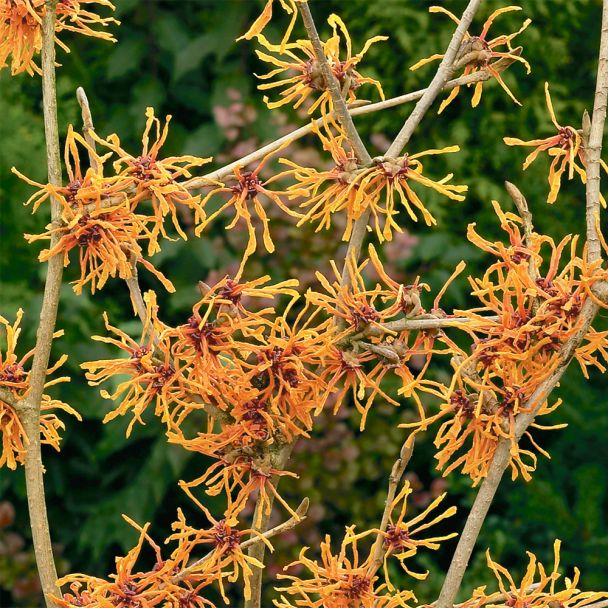 Zaubernuss 'Aphrodite'