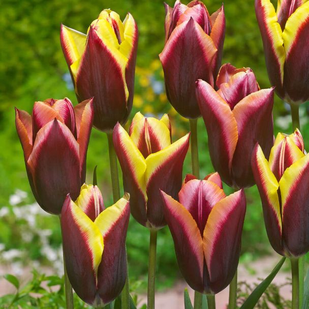 Tulpen-Mix Striped Bats