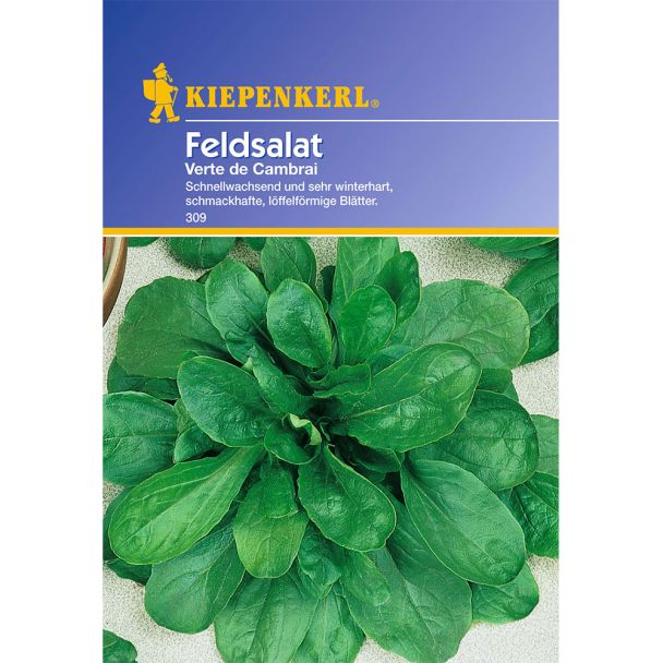 Feldsalat 'Verte de Cambrai'