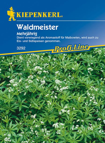 Waldmeister 'Mehrjährig'