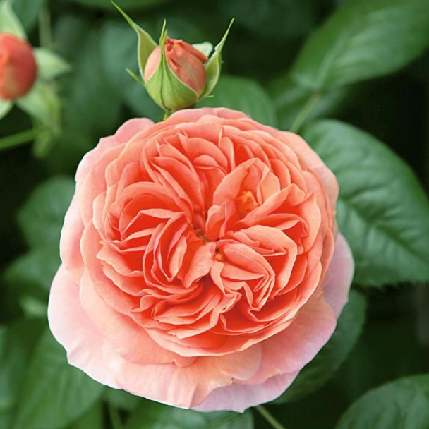 Duftrose 'Chippendale®'
