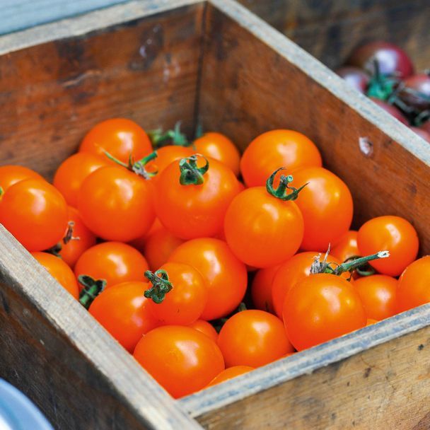 Nektar-Tomate 'Solena®' Orange F1