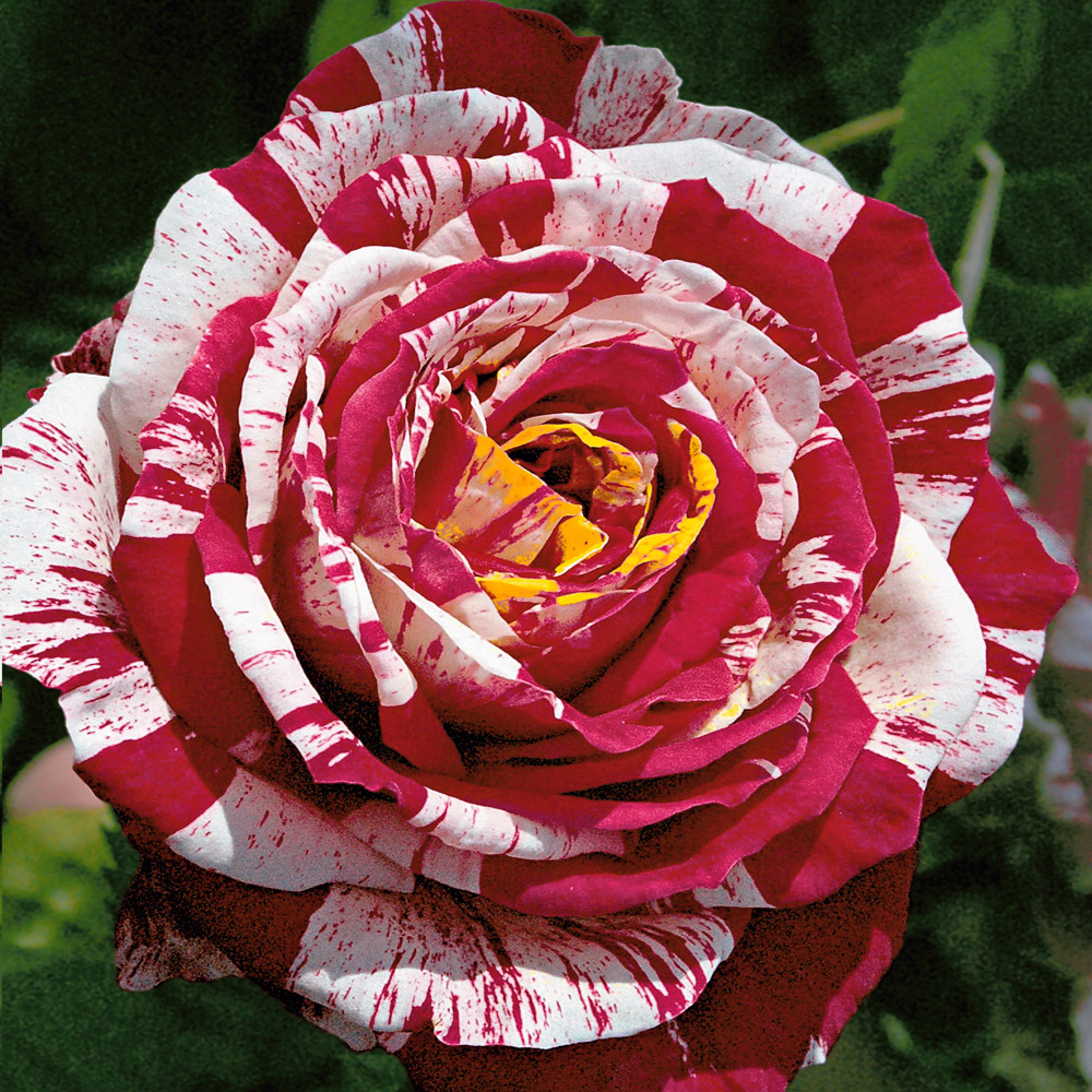EdelRose 'Best Impression®' Nostalgie & Edelrosen Rosen Ahrens