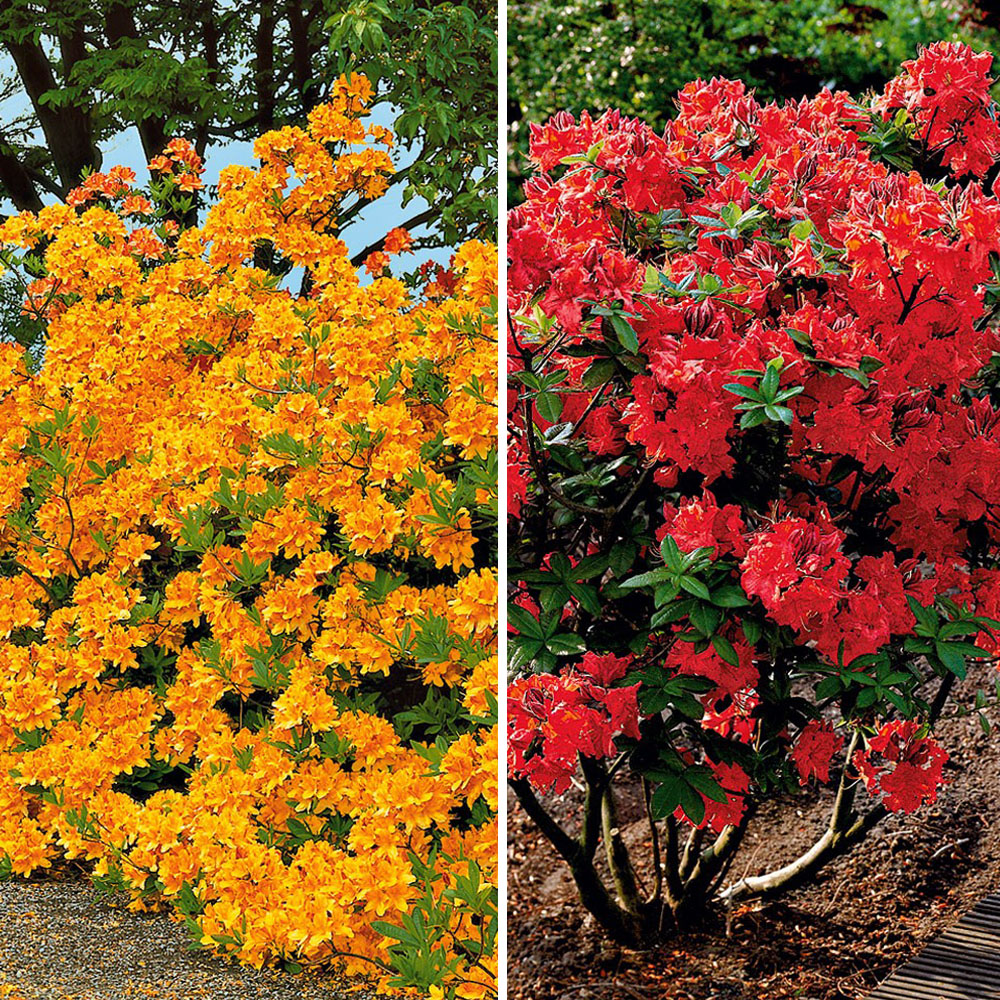 SetPreis 2 x Großblumige Azaleen Rhododendren & Azaleen Sträucher