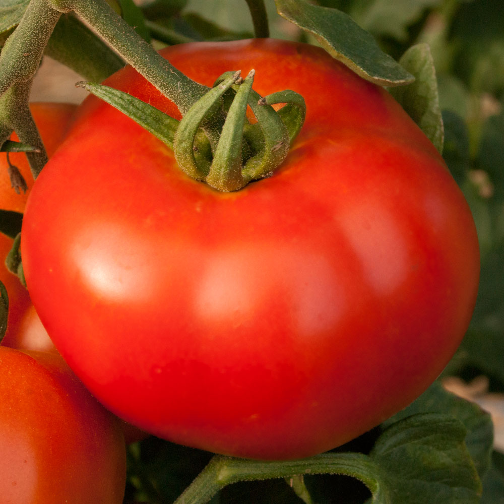  Rondo Red F1 - Salat-Tomate Tomaten Gem sepflanzen 