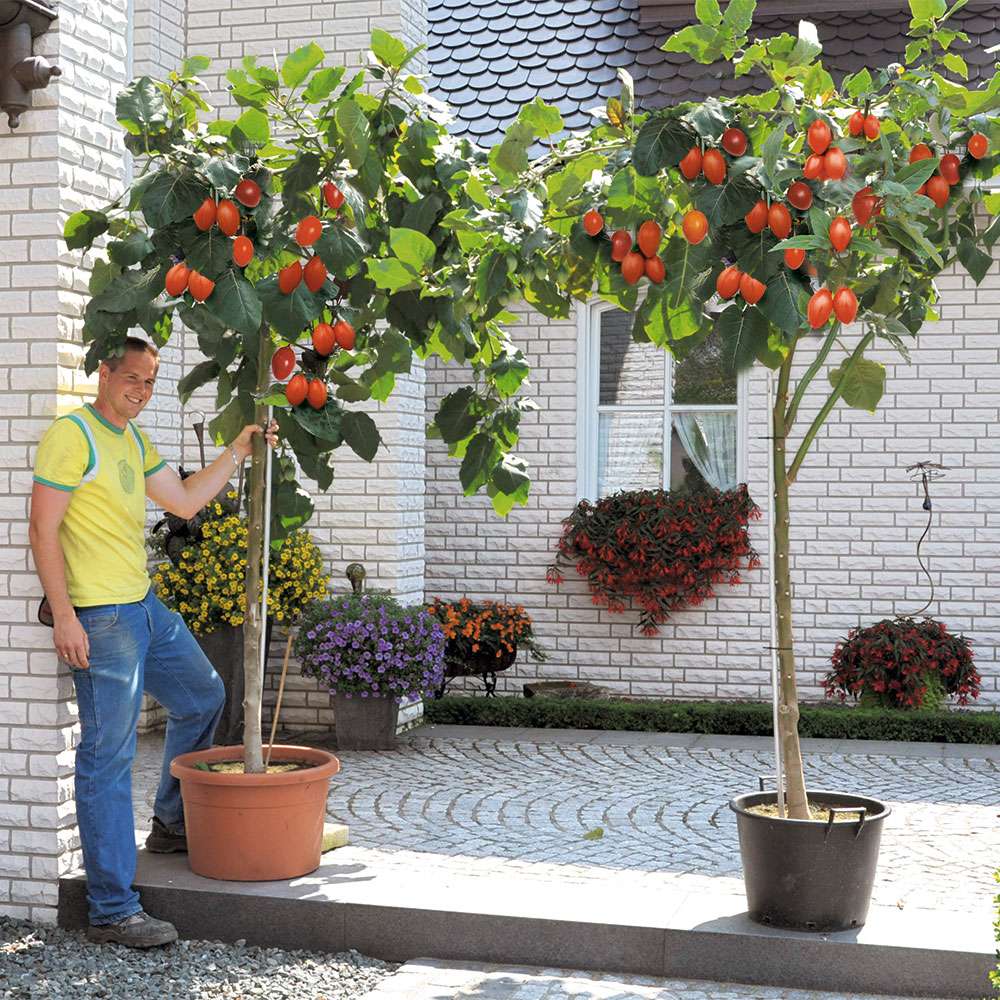 RiesenBaumTomate 'Grandiccio®' weiteres Gemüse Sortiment