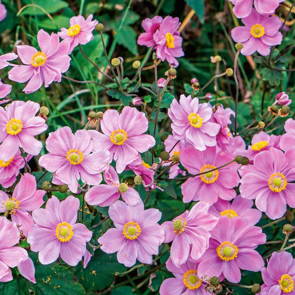 Herbst-Anemonen Rosa