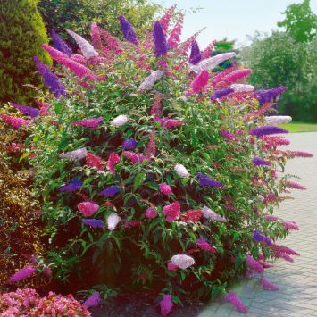 Schmetterlingsflieder 'Tricolor'