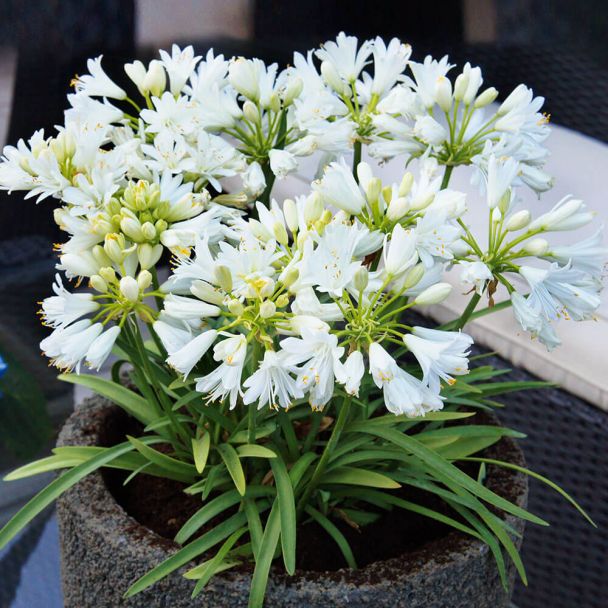 Agapanthus Double Diamond