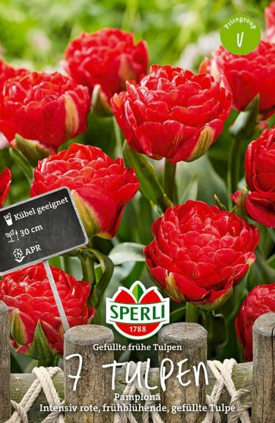 Tulpe Pamplona