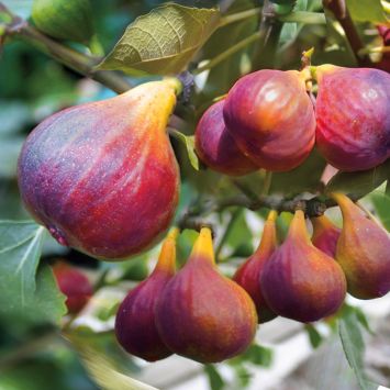 Bunte Weinberg-Feige 'Viola' auf Stamm