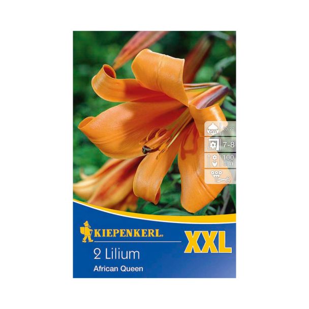 XXL Lilie African Queen