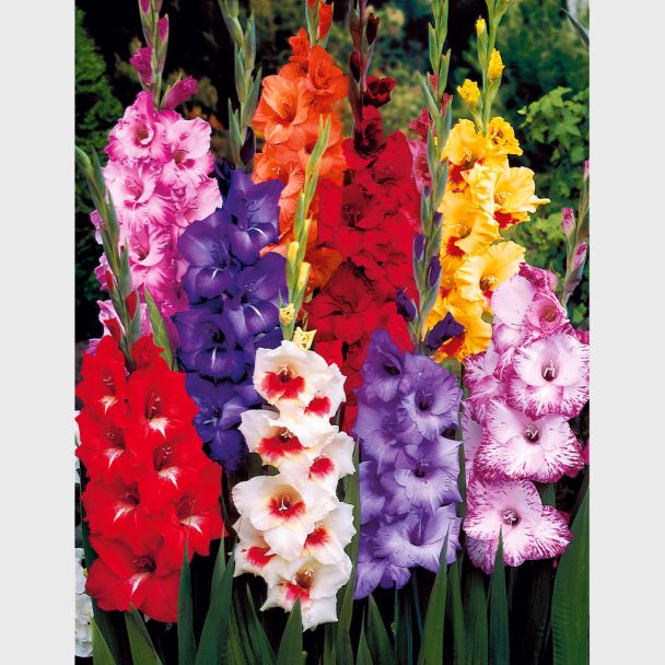 50 Riesen Luxus-Gladiolen 10-12 cm - Blumenzwiebel