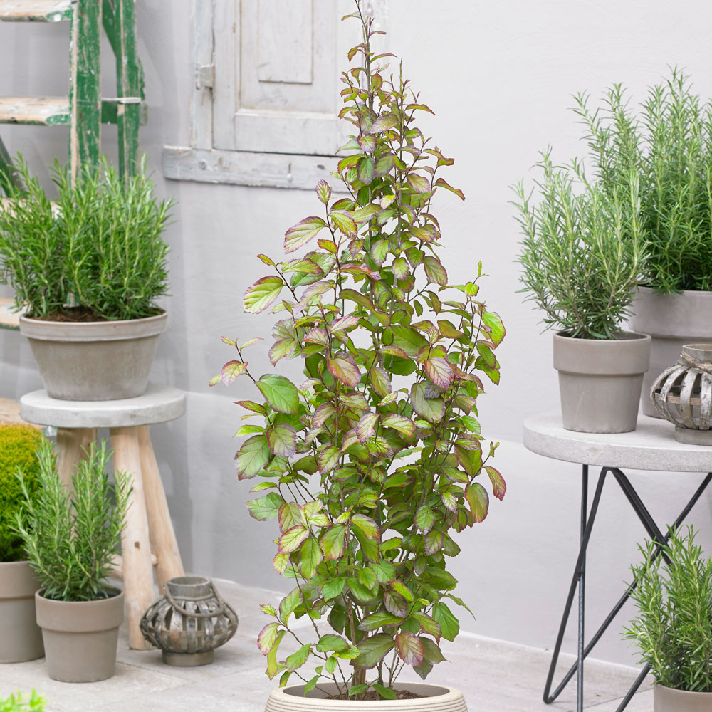 Persischer Eisenholzbaum 'Persian Spire®' SolitärPflanzen