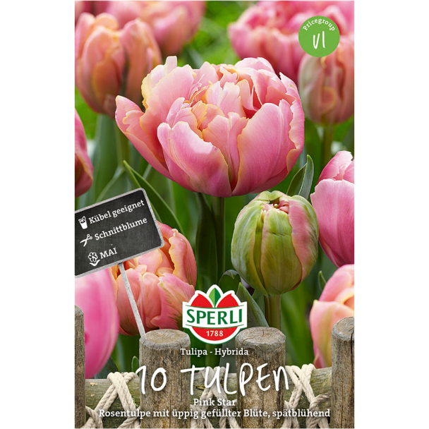 Gefüllte, späte Tulpen 'Pink Star'