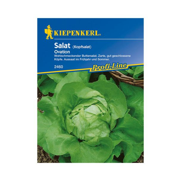Kopfsalat 'Ovation'