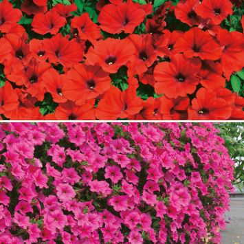Petunien: 3 Deep Red und 3 Hot Pink