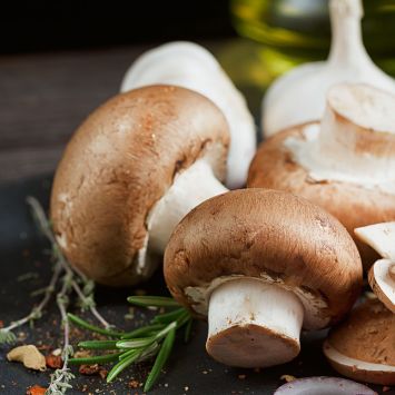 'Stein-Champignon' Pilz-Fertigkultur