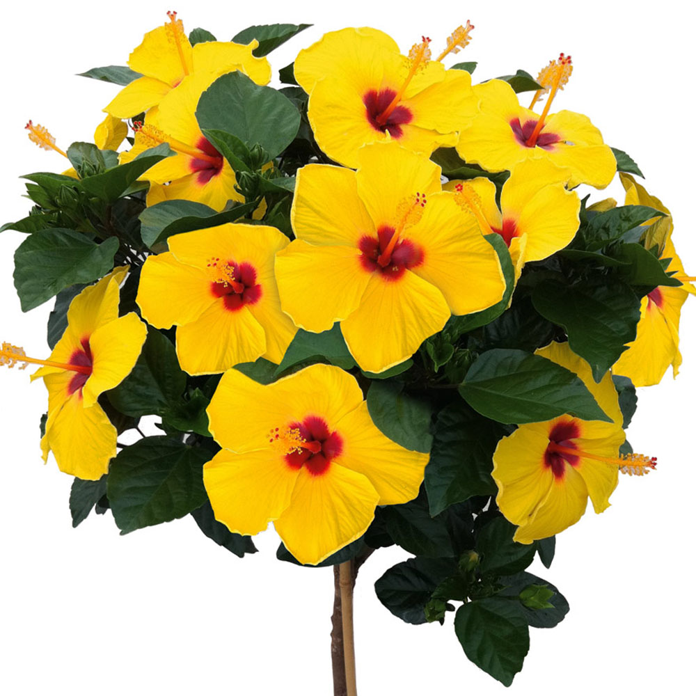 RiesenSommerhibiskus, Gelb Kübelpflanzen Balkon & Sommerblumen