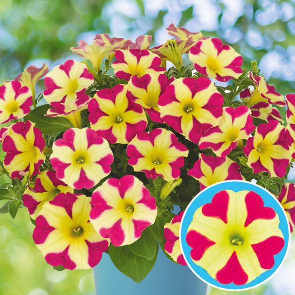 Herz-Petunie Amore™ 'Queen of Hearts'