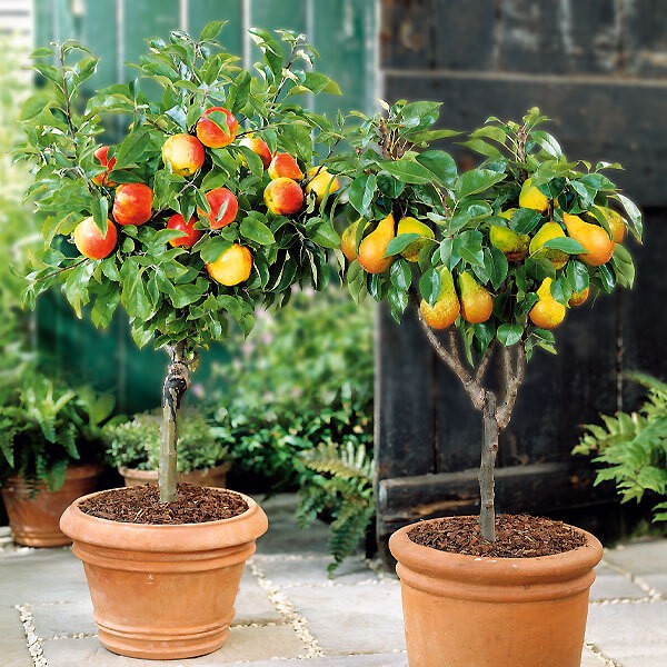 50 Stücke Pflanzen Samen Exotische Saatgut Zimmerpflanze Zimmerbaum Orangenbaum