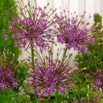 Allium Toabago