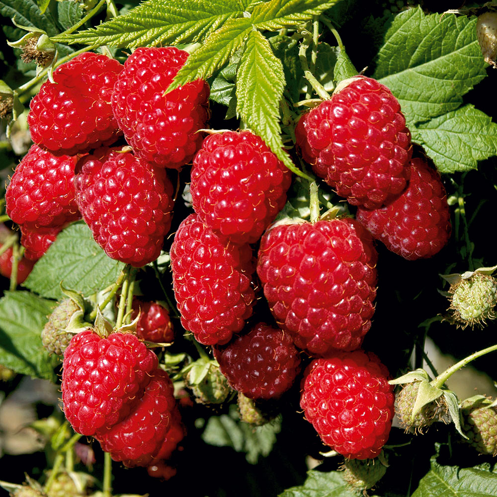 Himbeere &amp;#39;Pokusa®&amp;#39;, herbsttragend | Himbeeren | Obst | Ahrens+Sieberz ...