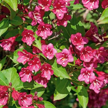 Weigelie 'Bristol Ruby'