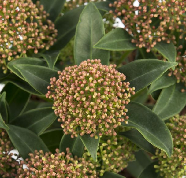 Skimmia, japonica 'Marlot'