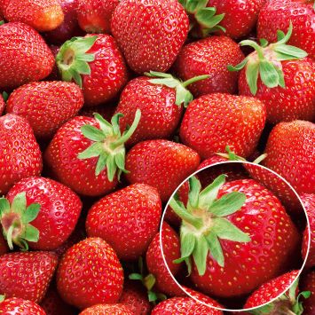 Erdbeeren 'Mieze Nova®'