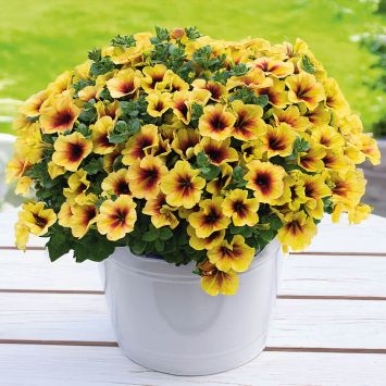 Sommer Petunie Crazytunia Bananarama